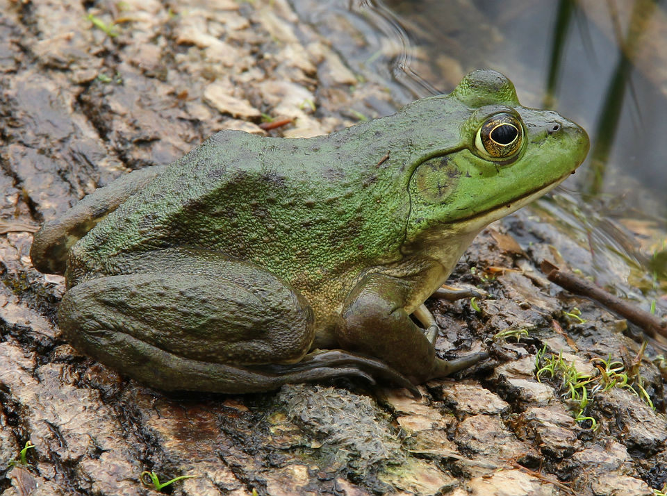 American Bullfrog